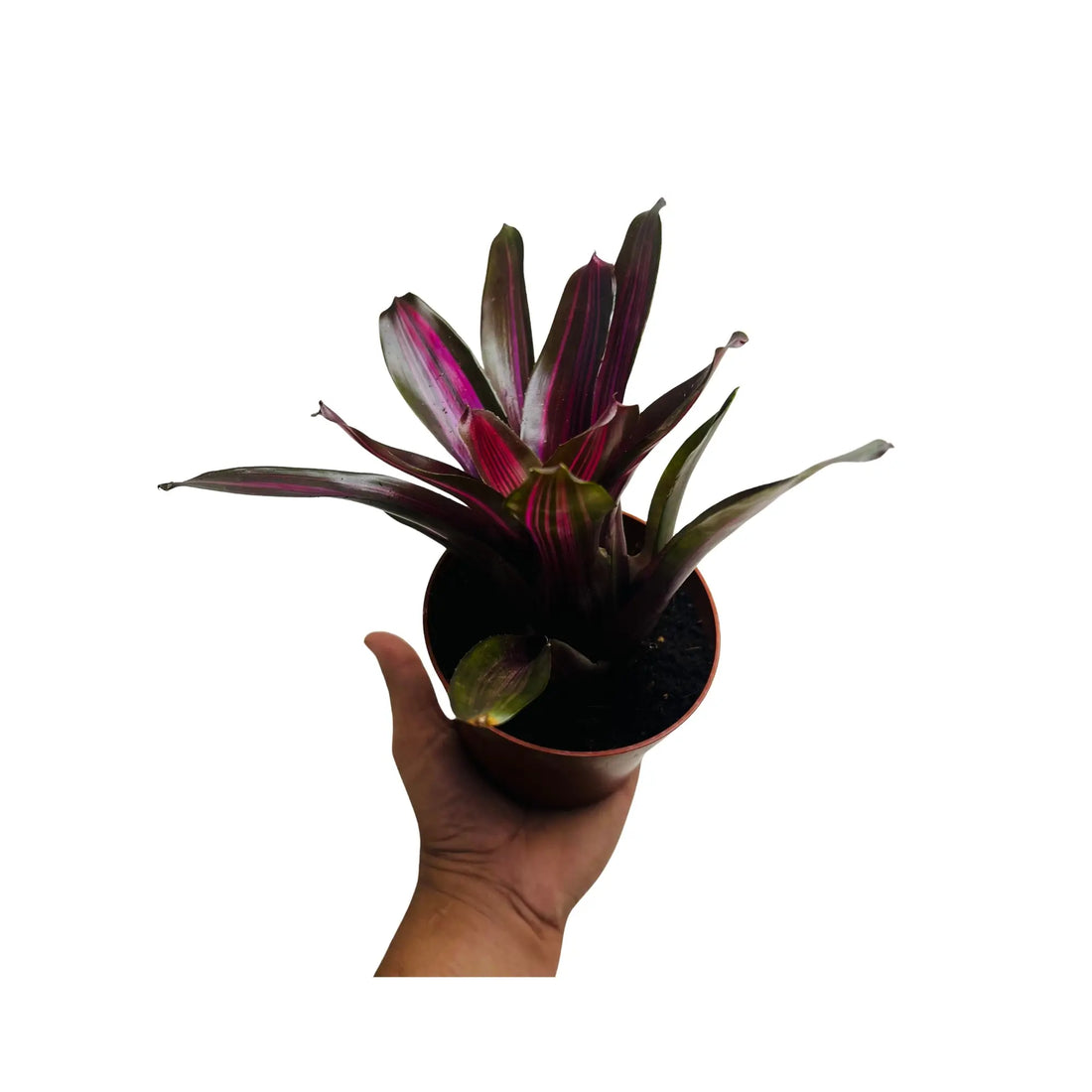 Neoregelia Fireball Bromeliad Rare Exotic Mini Indoor Plant