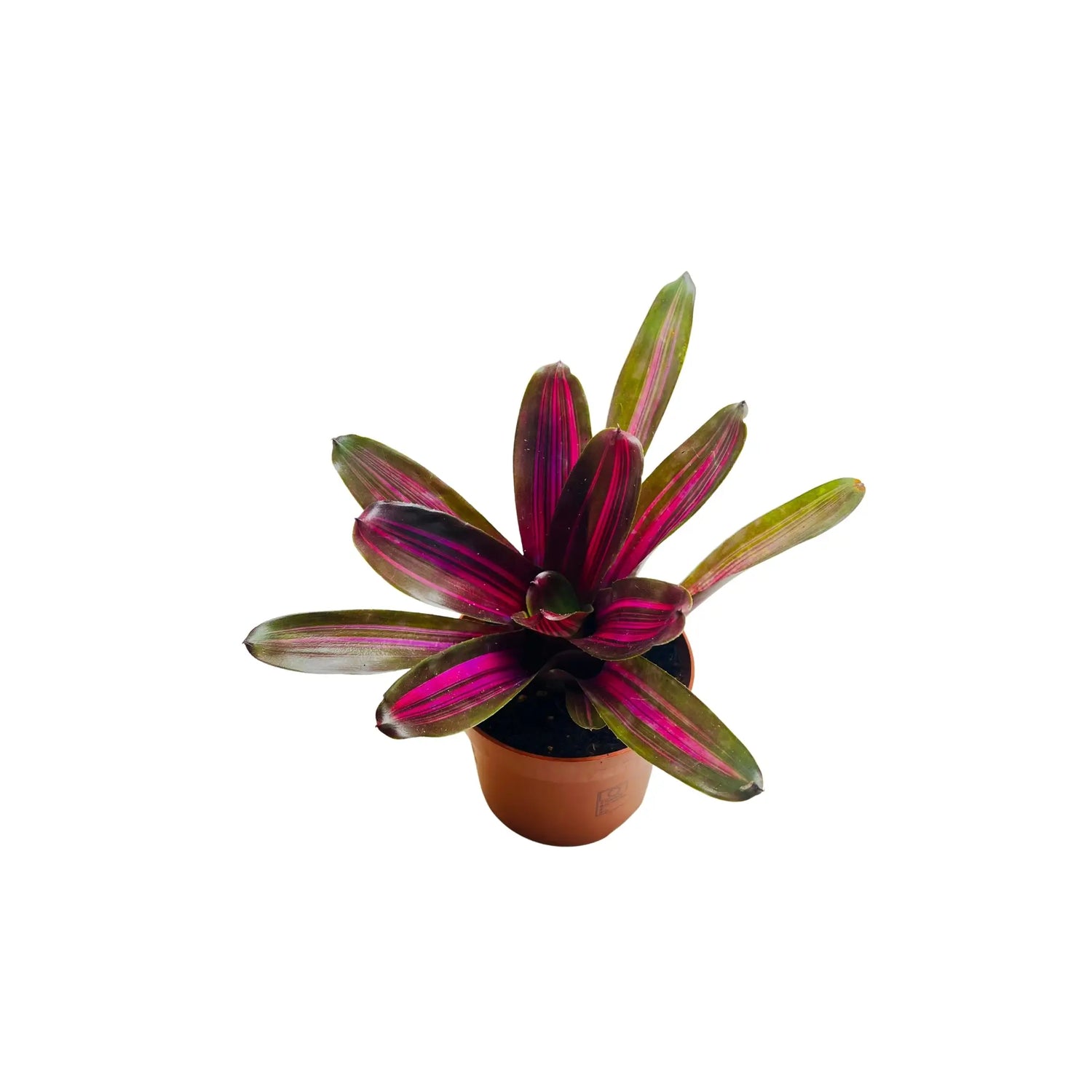 Neoregelia Fireball Bromeliad Rare Exotic Mini Indoor Plant