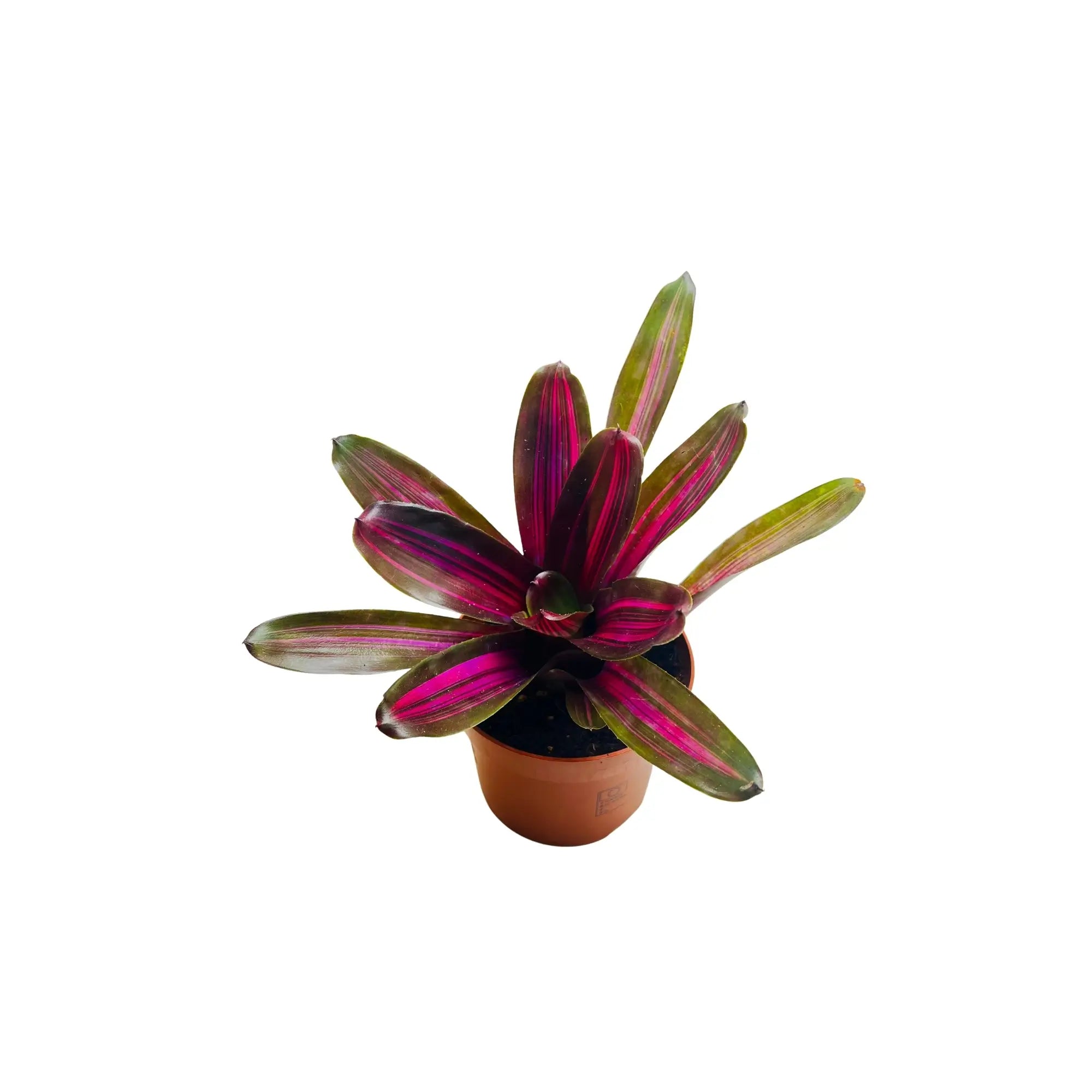Neoregelia Fireball Bromeliad Rare Exotic Mini Indoor Plant