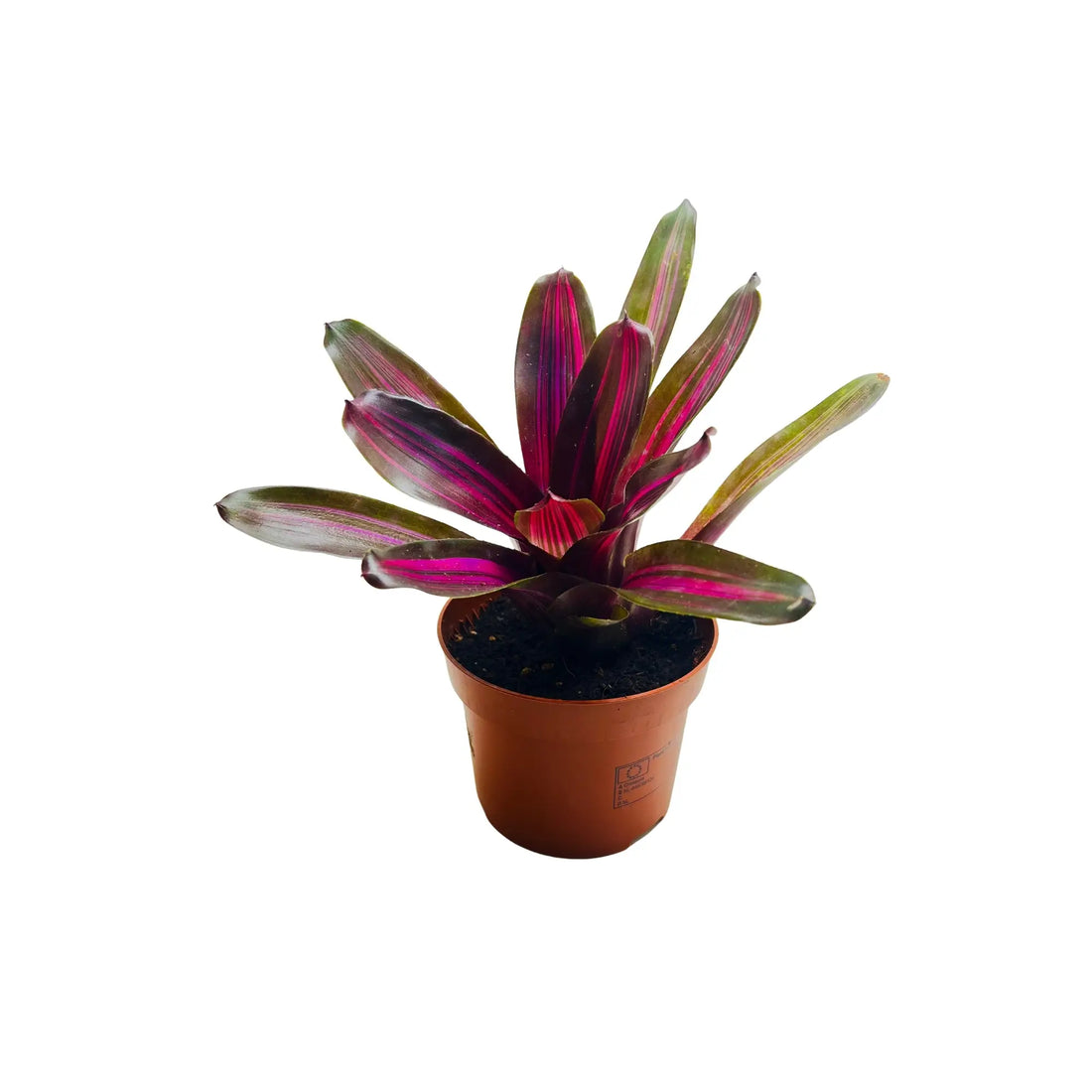 Neoregelia Fireball Bromeliad Rare Exotic Mini Indoor Plant