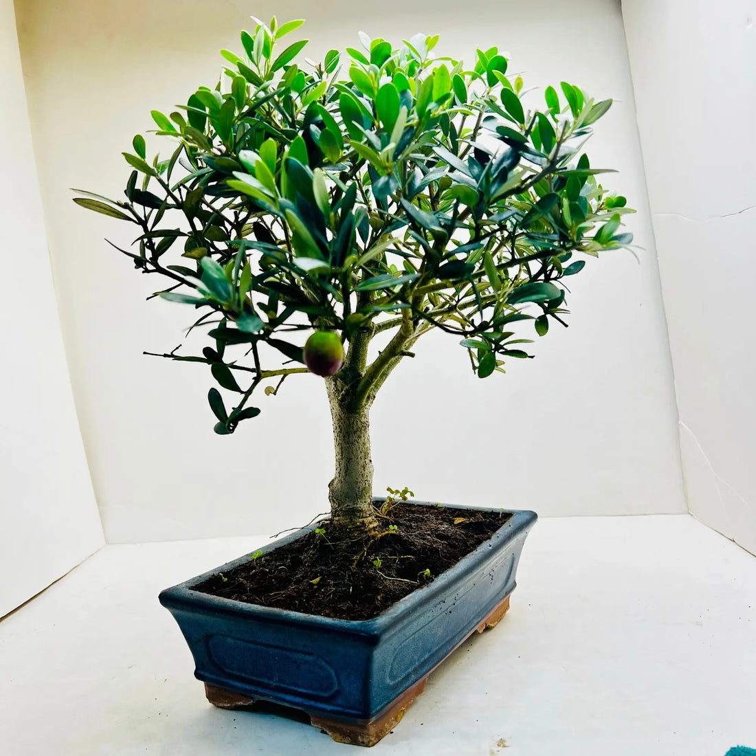 12 Year Old Olea Europaea Bonsai Tree | Exquisite Living Plant &amp; Unique Gift