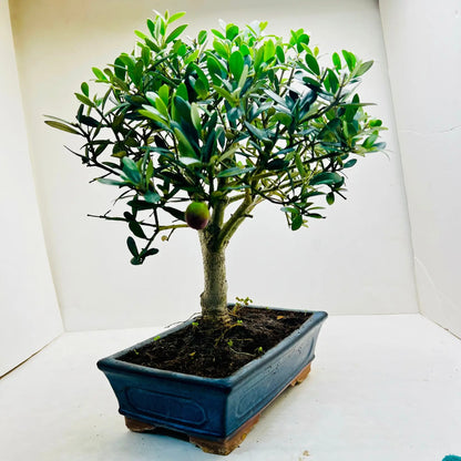 12 Year Old Olea Europaea Bonsai Tree | Exquisite Living Plant &amp; Unique Gift