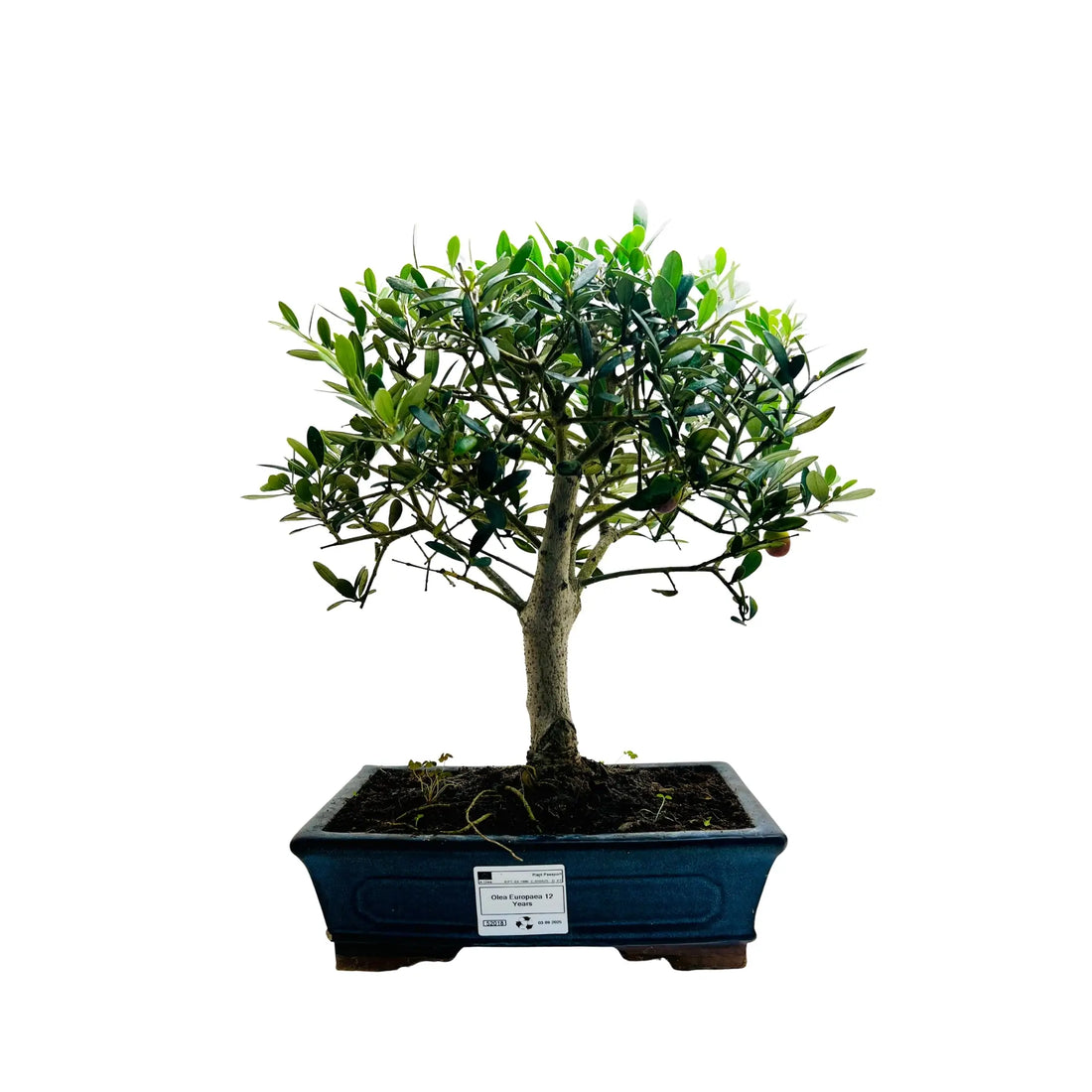 12 Year Old Olea Europaea Bonsai Tree | Exquisite Living Plant &amp; Unique Gift