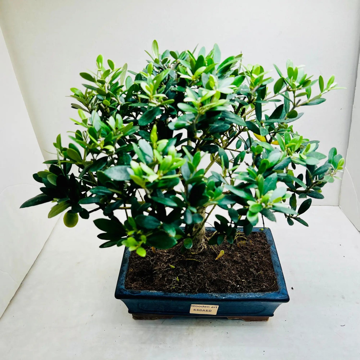 12 Year Old Olea Europaea Bonsai Tree | Exquisite Living Plant &amp; Unique Gift