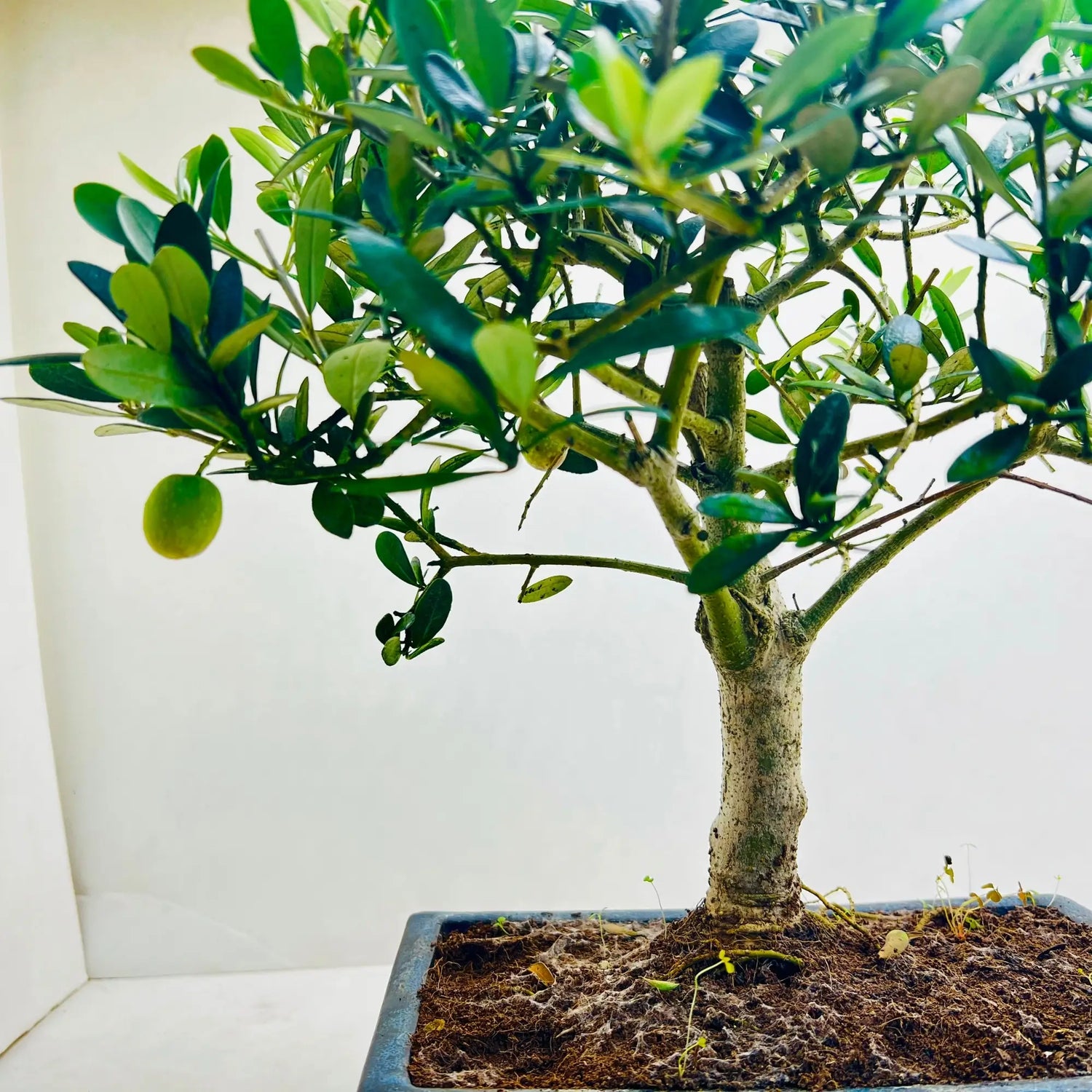 12 Year Old Olea Europaea Bonsai Tree | Exquisite Living Plant &amp; Unique Gift
