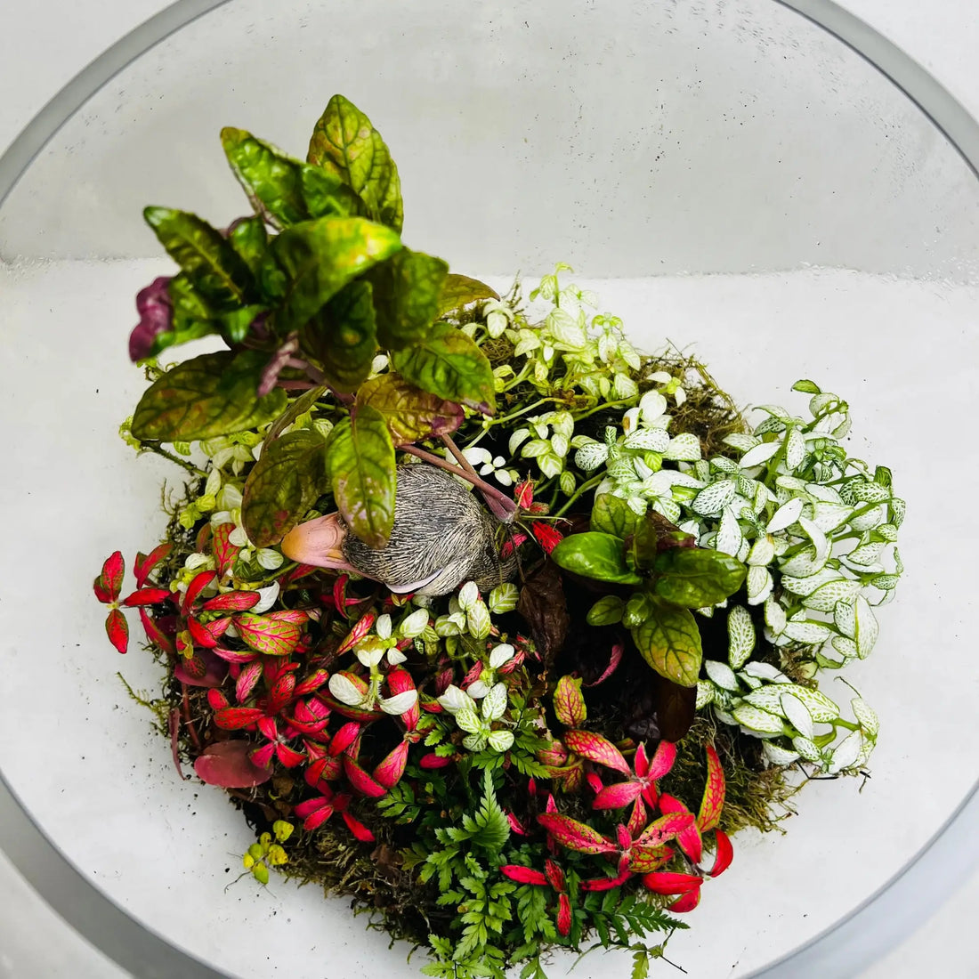 Ostrich Pot Terrarium in Dubai