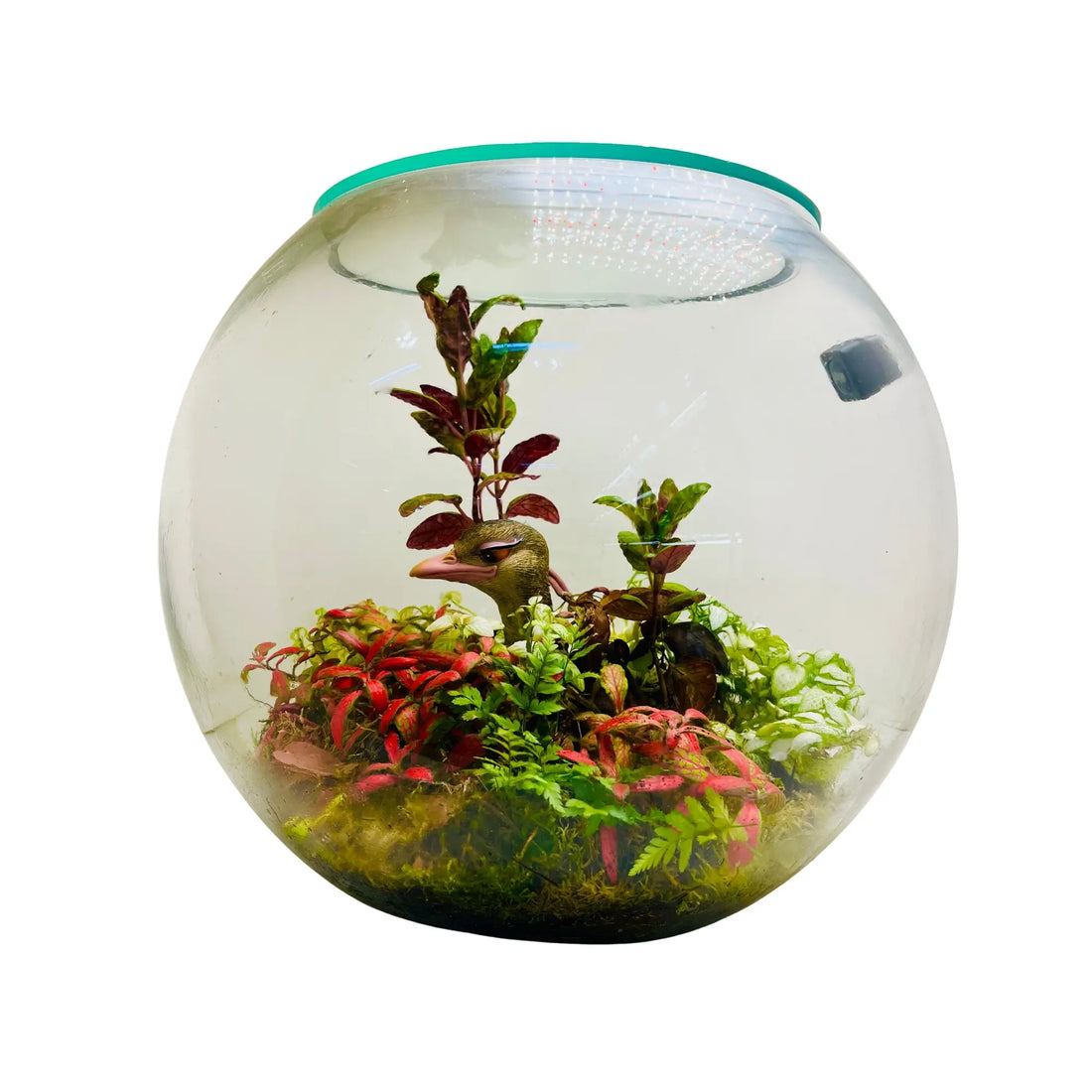 Ostrich Pot Terrarium
