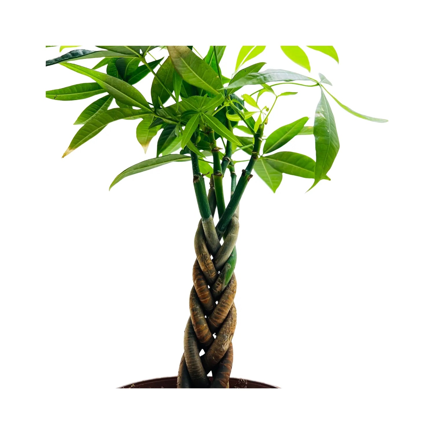 money tree dubai Pachira Aquatica Money Tree Rare Exotic Indoor Plant – Wooden Art