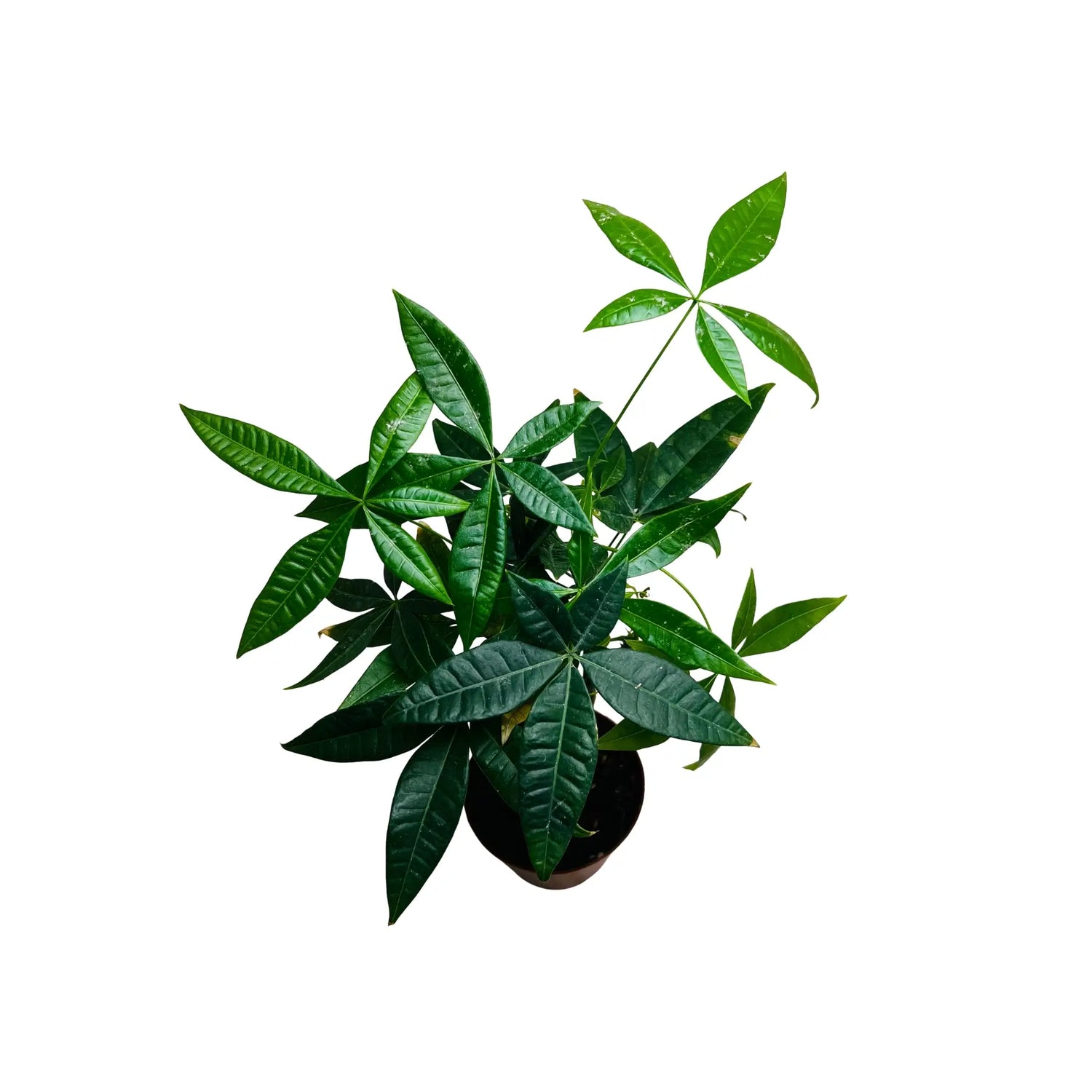 Pachira Aquatica Money Tree Rare Exotic Indoor Plant