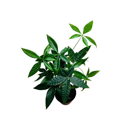 Pachira Aquatica Money Tree Rare Exotic Indoor Plant