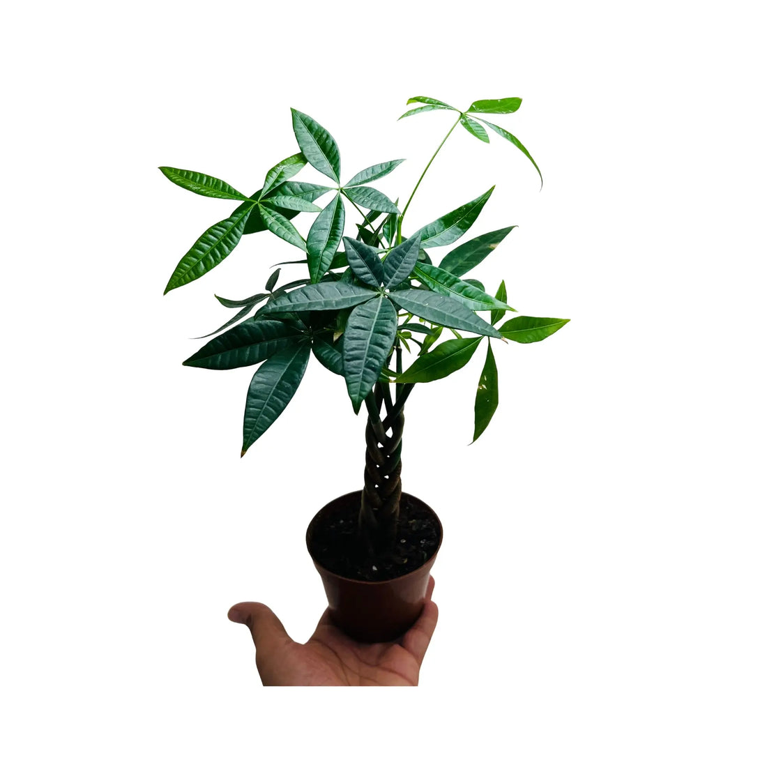 Pachira Aquatica Money Tree Rare Exotic Indoor Plant