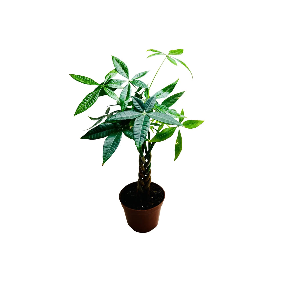Pachira Aquatica Money Tree Rare Exotic Indoor Plant