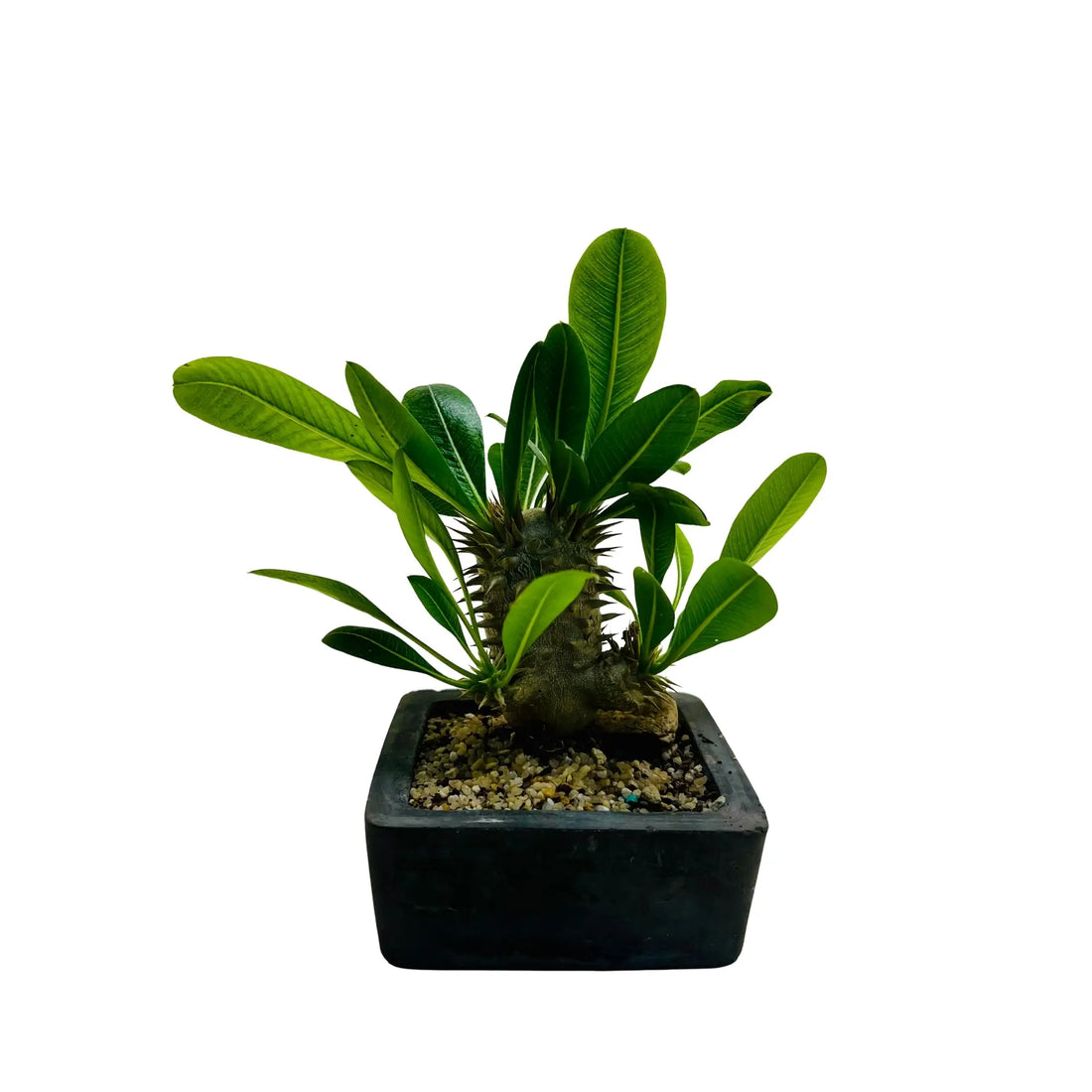 Pachypodium Densiflorum Rare Exotic Mini Indoor Plant