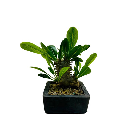 Pachypodium Densiflorum Rare Exotic Mini Indoor Plant