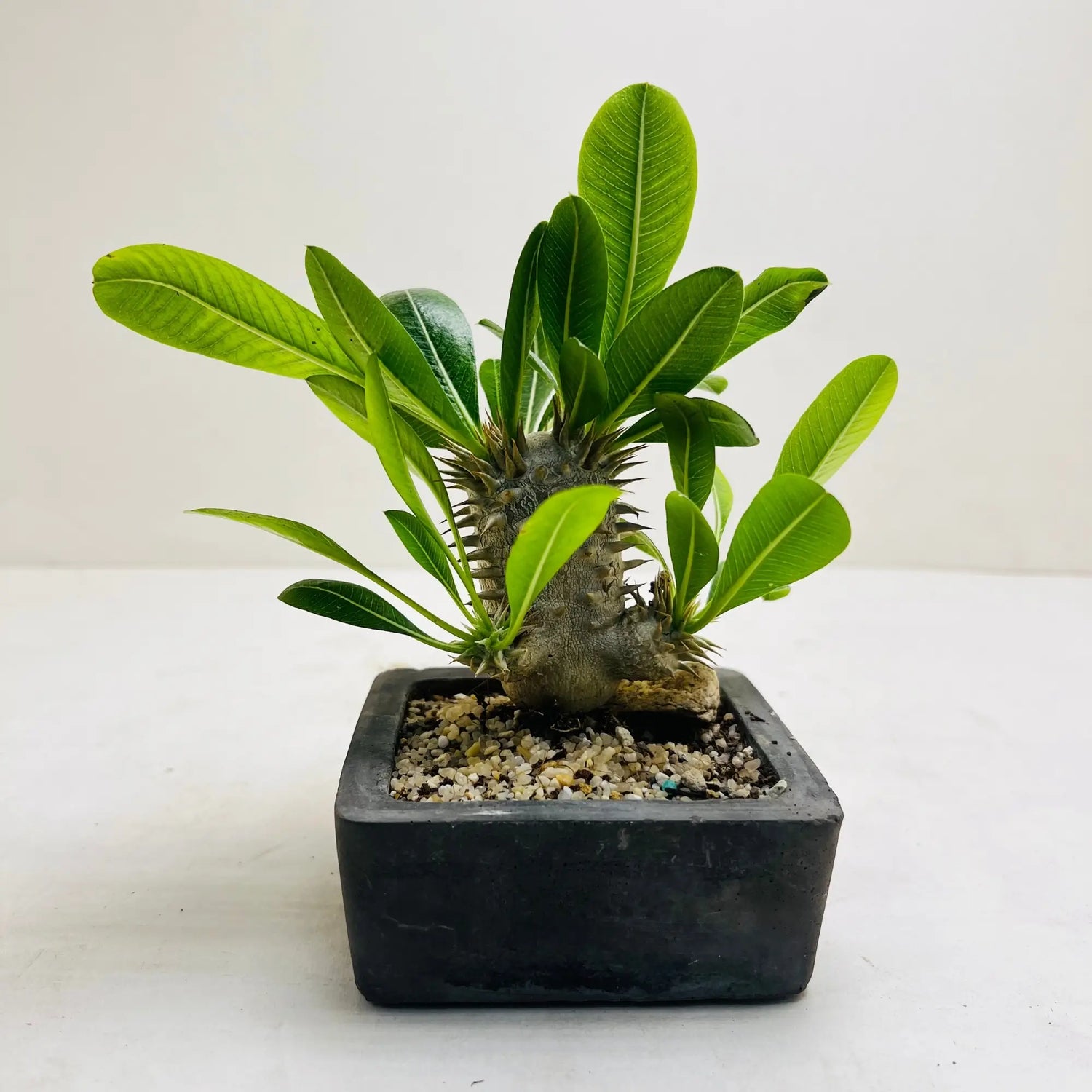 Pachypodium Densiflorum Rare Exotic Mini Indoor Plant