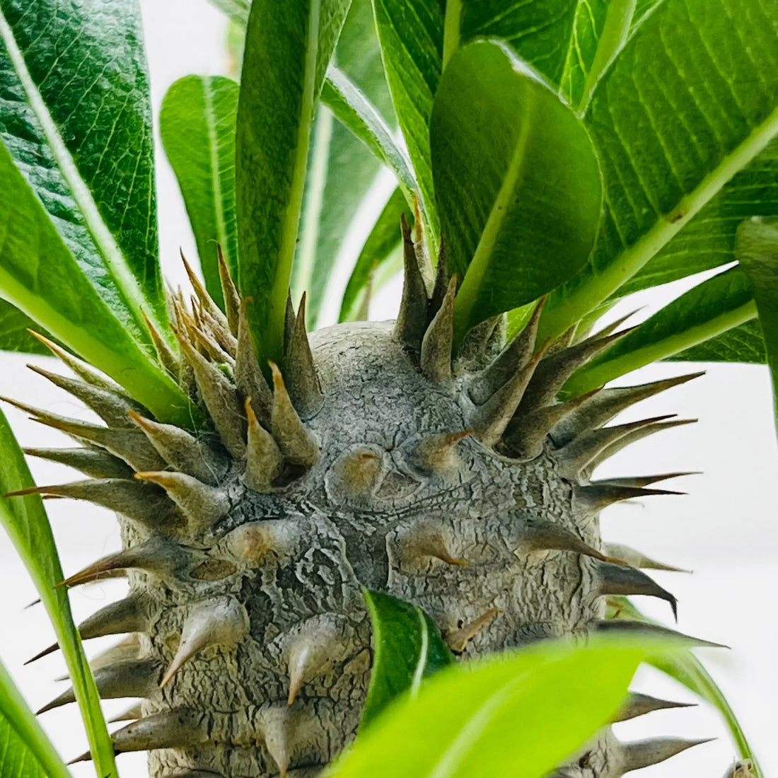 Pachypodium Densiflorum Rare Exotic Mini Indoor Plant