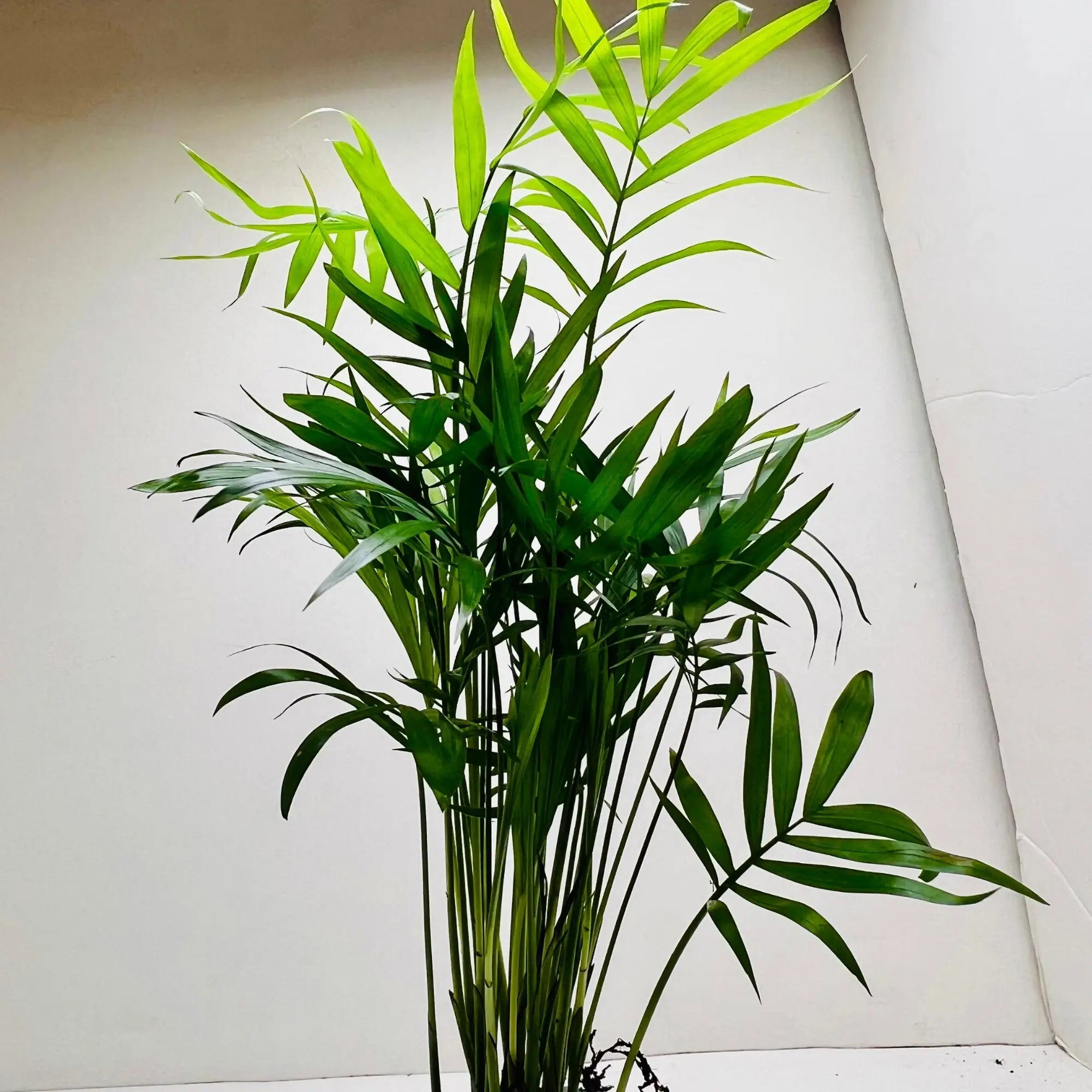 Parlor Palm | Chamaedorea Elegans Best Selling Exotic Indoor Plant