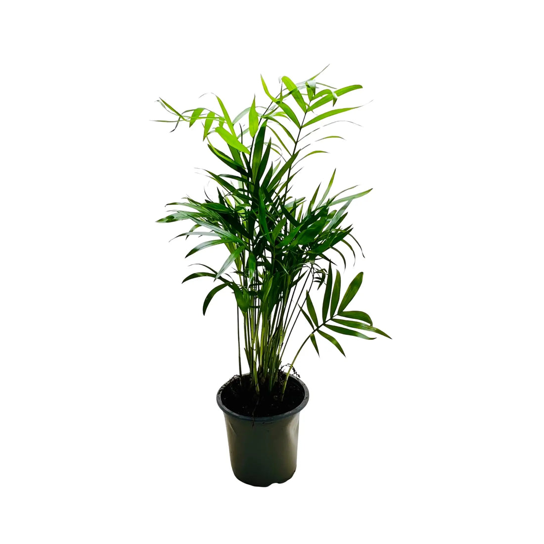 Parlor Palm | Chamaedorea Elegans Best Selling Exotic Indoor Plant