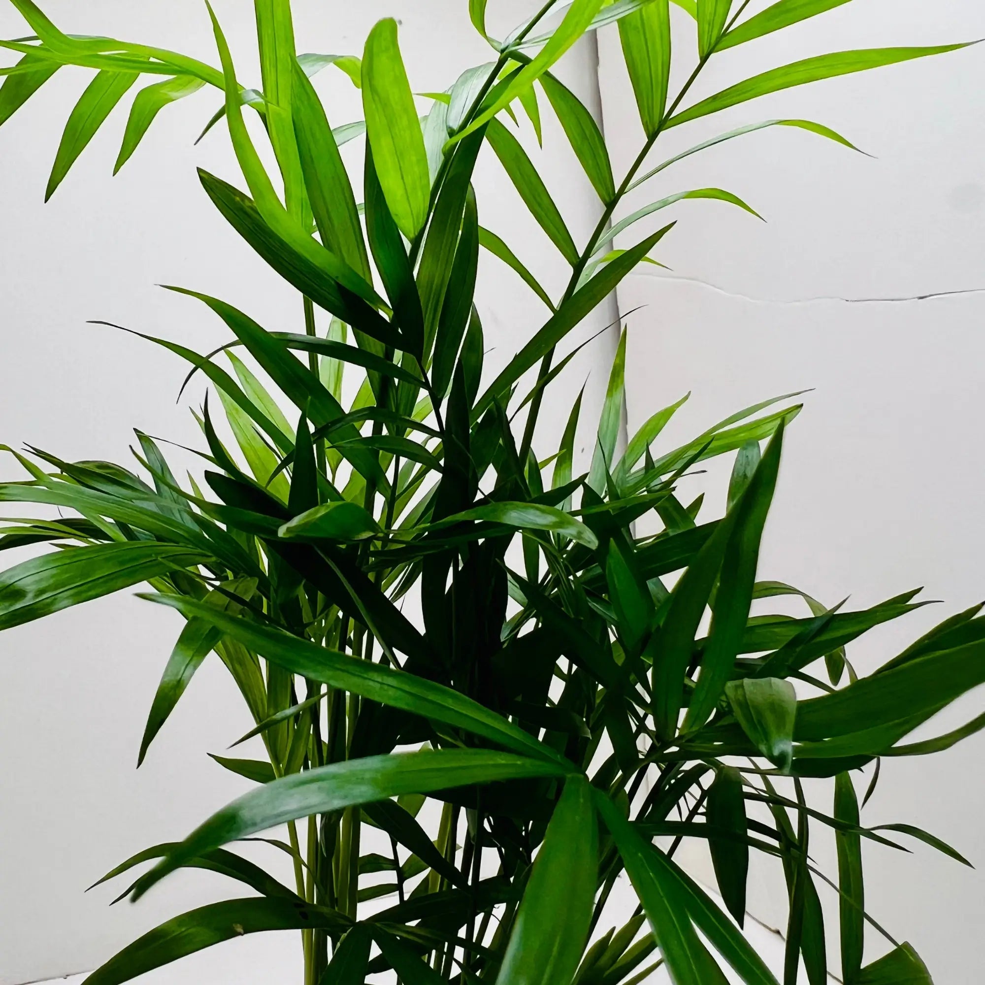 Parlor Palm | Chamaedorea Elegans Best Selling Exotic Indoor Plant