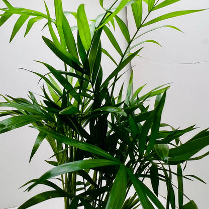 Parlor Palm | Chamaedorea Elegans Best Selling Exotic Indoor Plant