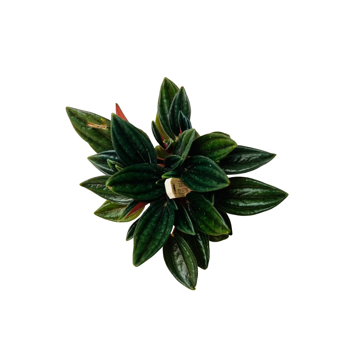Peperomia Caperata Emerald Ripple Rare Exotic Mini Indoor Plant