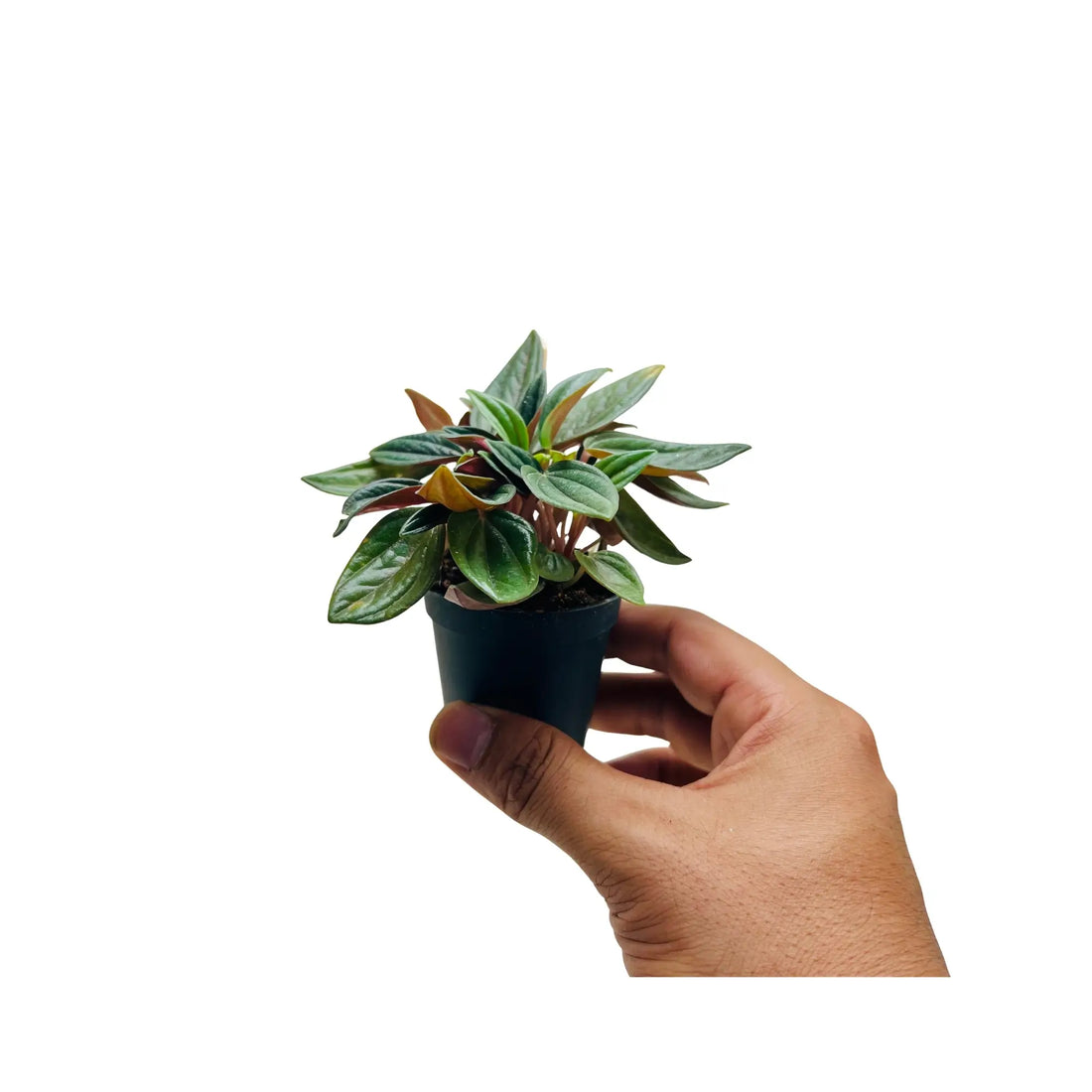 Peperomia Caperata Emerald Ripple Rare Exotic Mini Indoor Plant