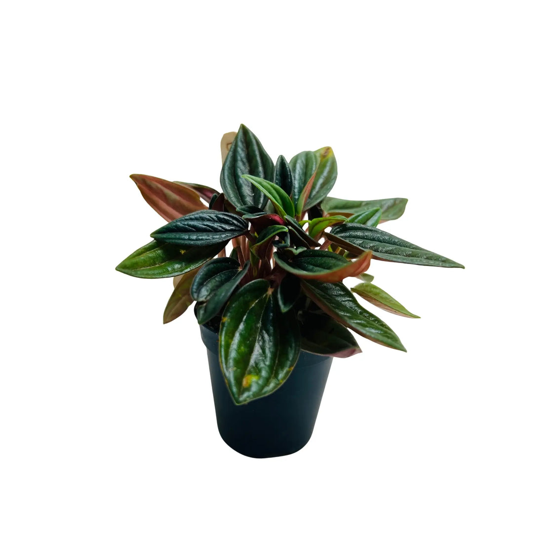Peperomia Caperata Emerald Ripple Rare Exotic Mini Indoor Plant
