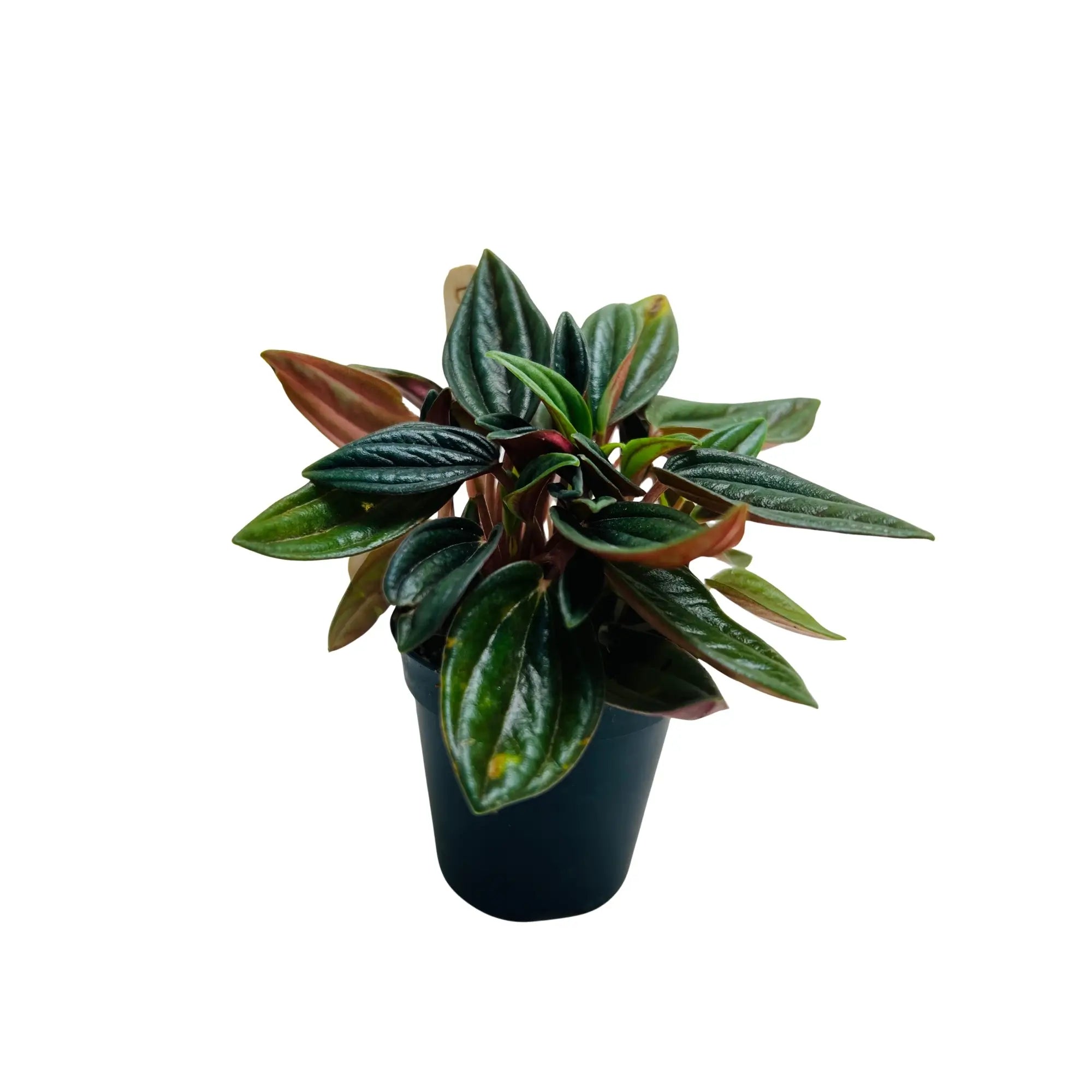 Peperomia Caperata Emerald Ripple Rare Exotic Mini Indoor Plant
