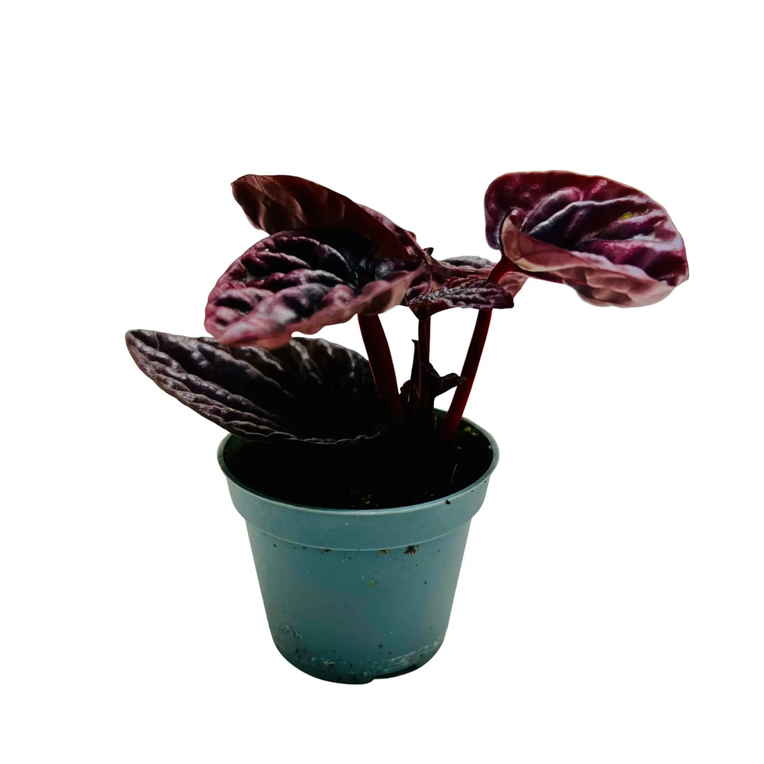 Peperomia Caperata | Luna Red Rare Exotic Mini Indoor Plant
