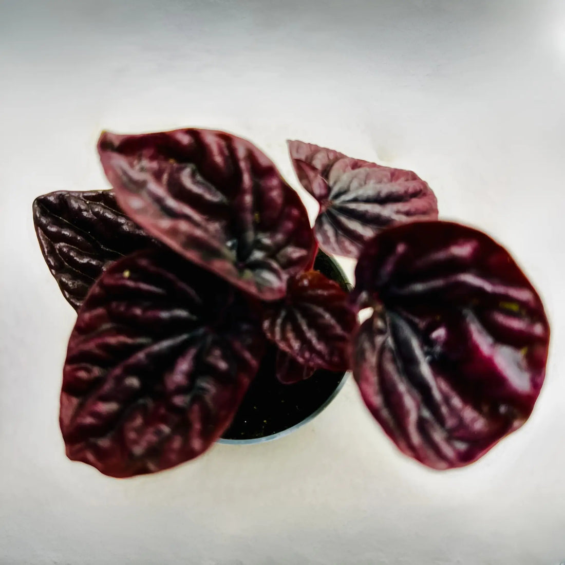 Peperomia Caperata | Luna Red Rare Exotic Mini Indoor Plant