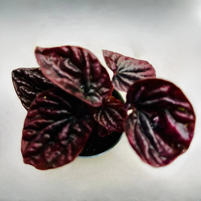 Peperomia Caperata | Luna Red Rare Exotic Mini Indoor Plant