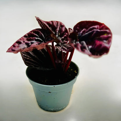 Peperomia Caperata | Luna Red Rare Exotic Mini Indoor Plant