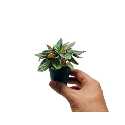 Peperomia Caperata Rare Exotic Mini Indoor Plant in Pot | Indoor Décor &amp; Living Gift Dubai