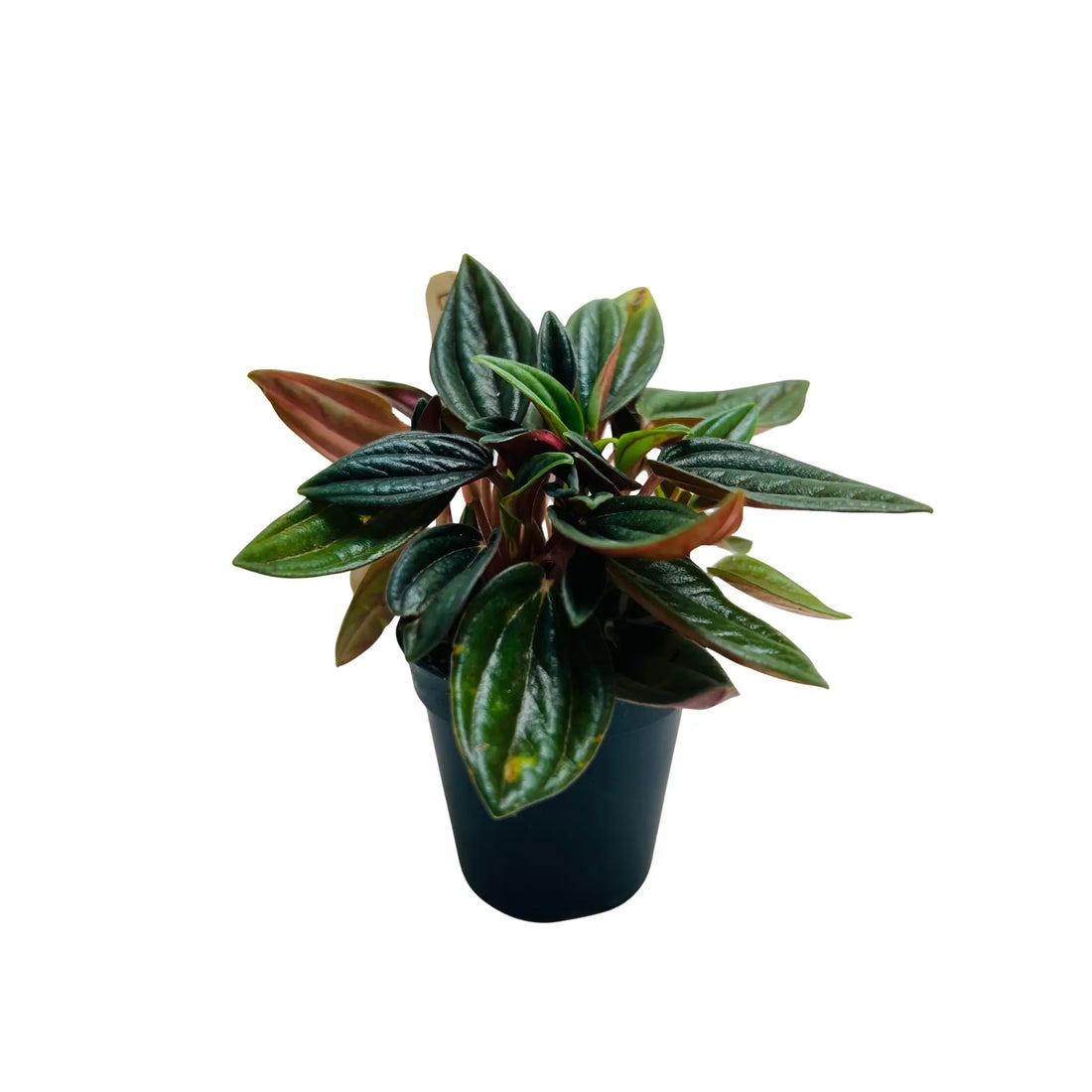 Peperomia Caperata Rare Exotic Mini Indoor Plant in Pot | Indoor Décor &amp; Living Gift Dubai