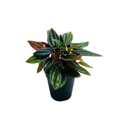 Peperomia Caperata Rare Exotic Mini Indoor Plant in Pot | Indoor Décor &amp; Living Gift Dubai