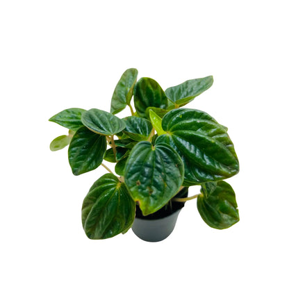 Peperomia Caperata Ripple Rare Exotic Mini Indoor Plant | Best Online Indoor Plants Shop Dubai