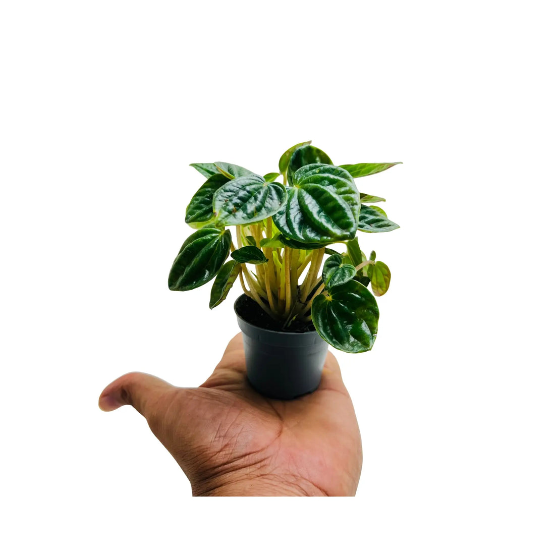 Peperomia Caperata Ripple Rare Exotic Mini Indoor Plant | Best Online Indoor Plants Shop Dubai