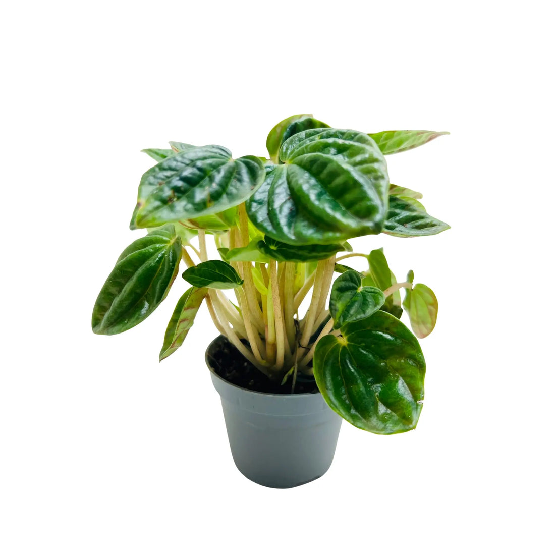 Peperomia Caperata Ripple Rare Exotic Mini Indoor Plant | Best Online Indoor Plants Shop Dubai