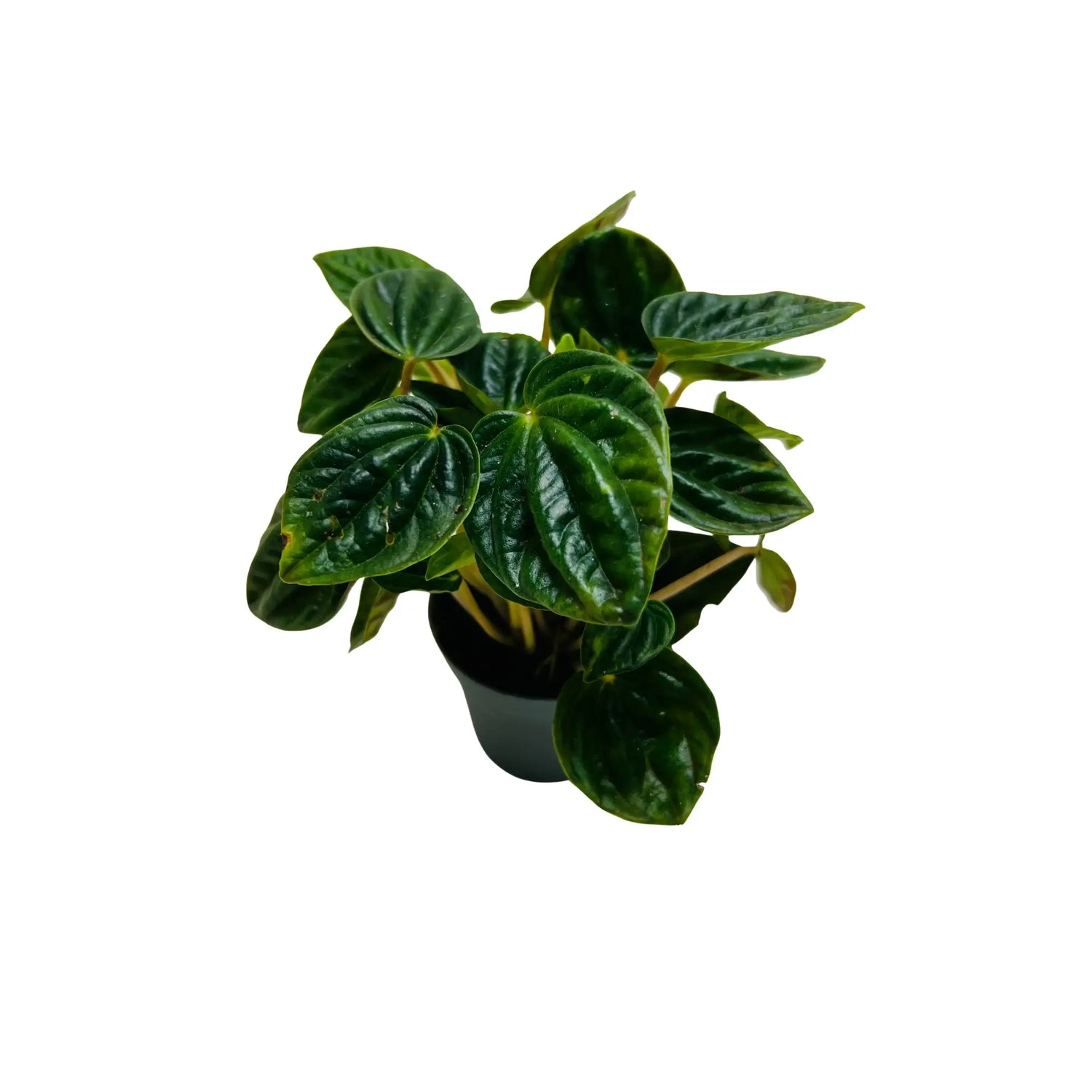 Peperomia Caperata Ripple Rare Exotic Mini Indoor Plant | Best Online Indoor Plants Shop Dubai