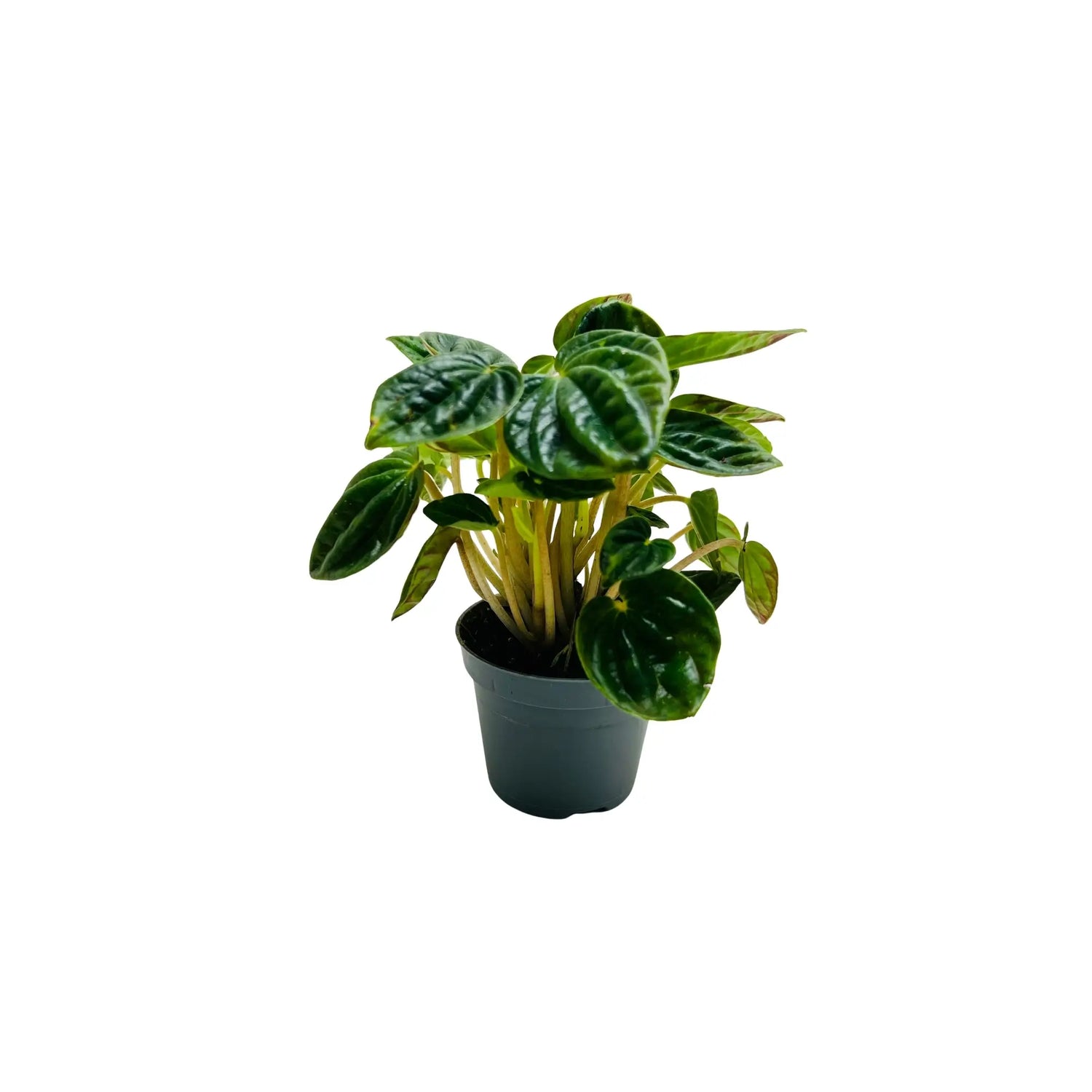 Peperomia Caperata Ripple Rare Exotic Mini Indoor Plant | Best Online Indoor Plants Shop Dubai