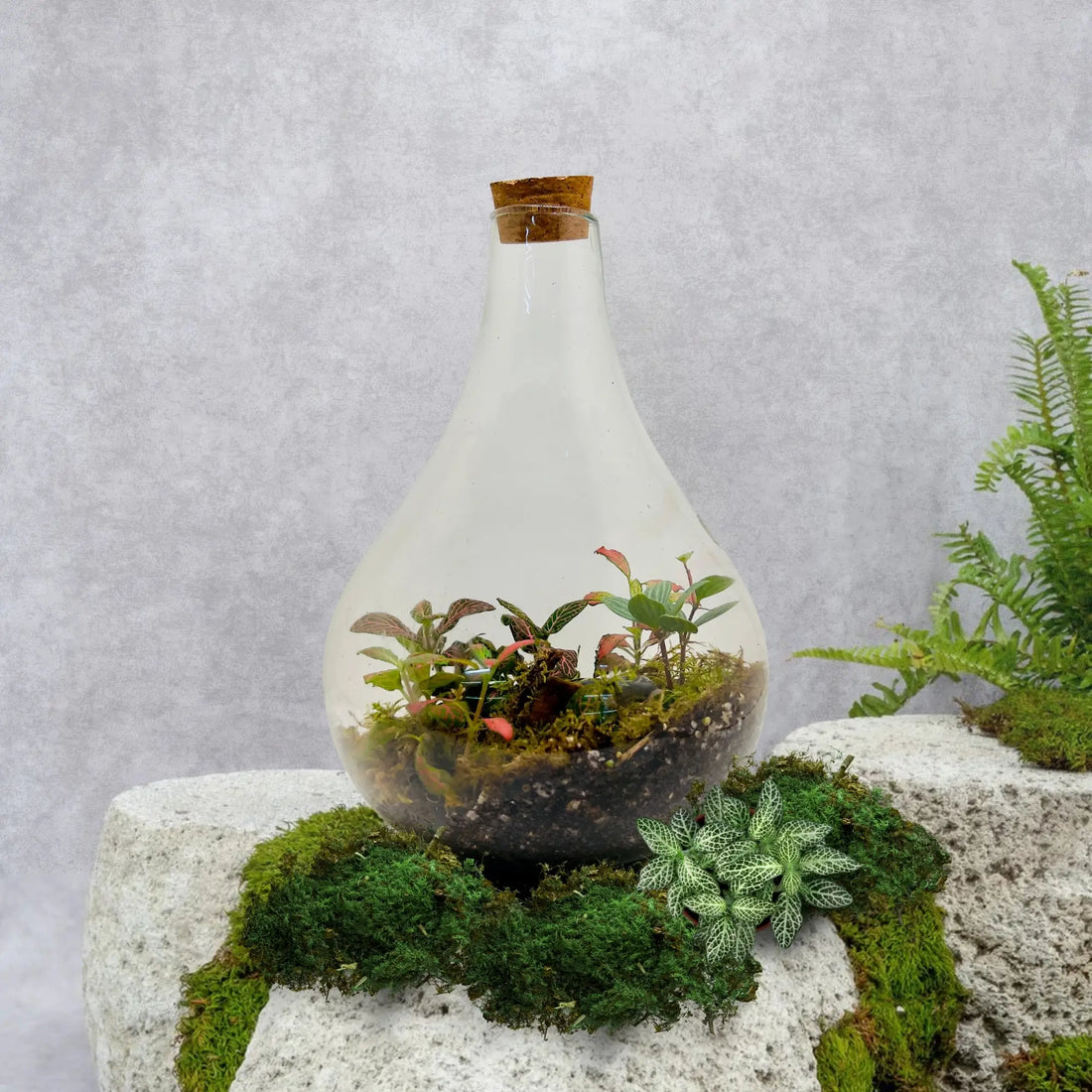 Peperomia Fittonia Shop in Dubai