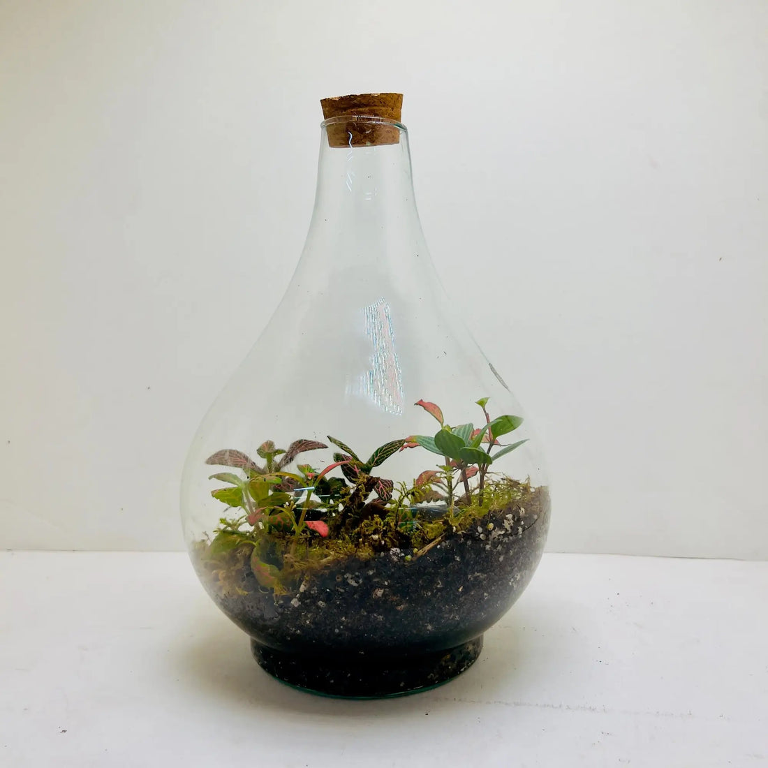 Peperomia Fittonia Terrarium for Corporate Gifting