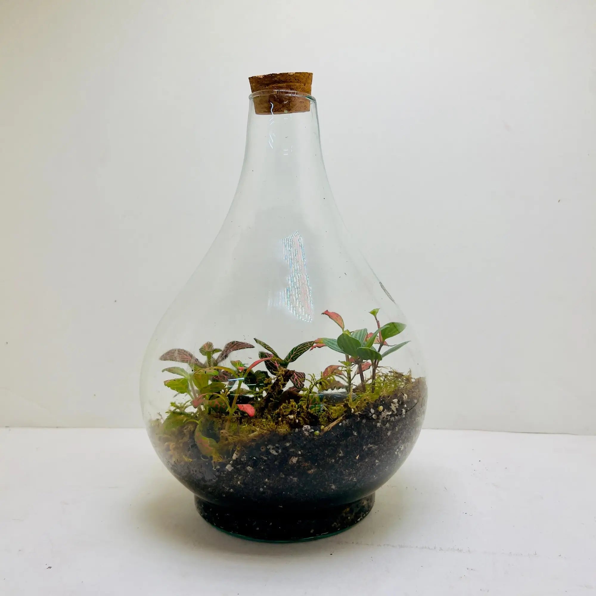 Peperomia Fittonia Terrarium for Corporate Gifting