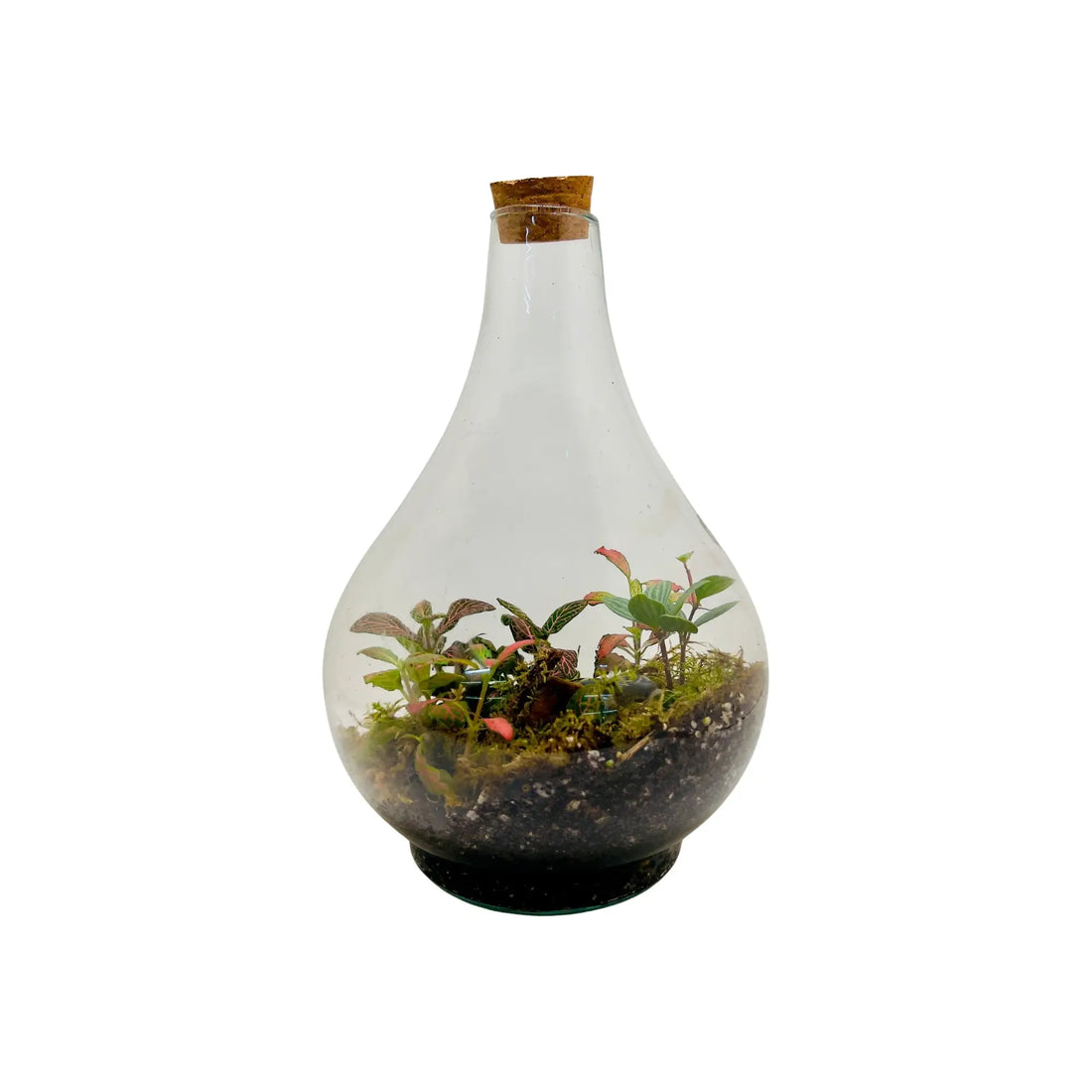 Peperomia Fittonia Terrariums in UAE
