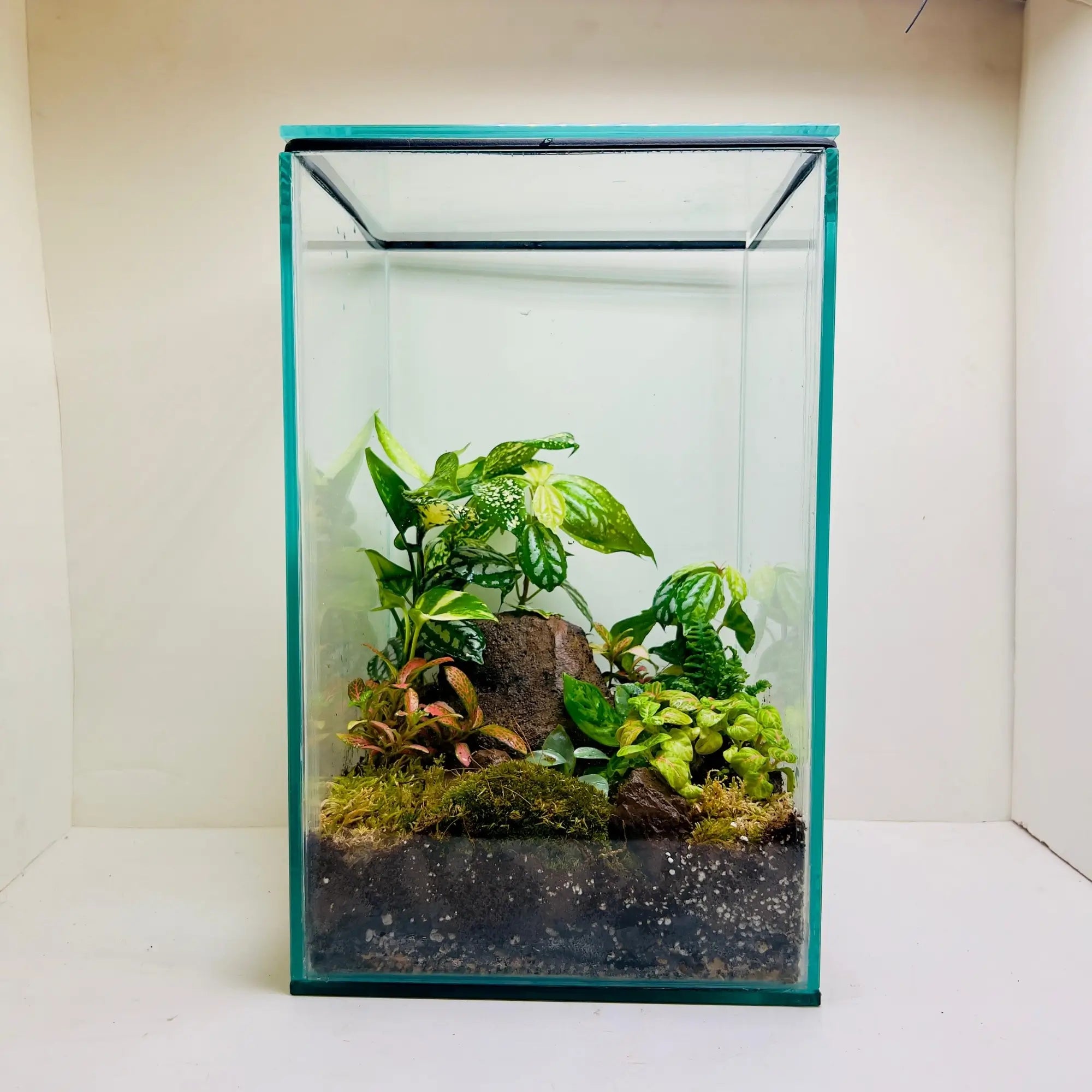 Peperomia and Pothos Terrarium Shop in Dubai