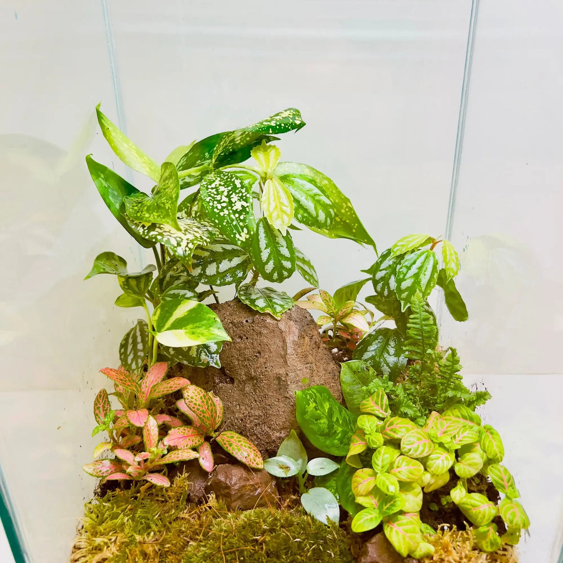 Peperomia and Pothos Terrarium for Corporate Gifting
