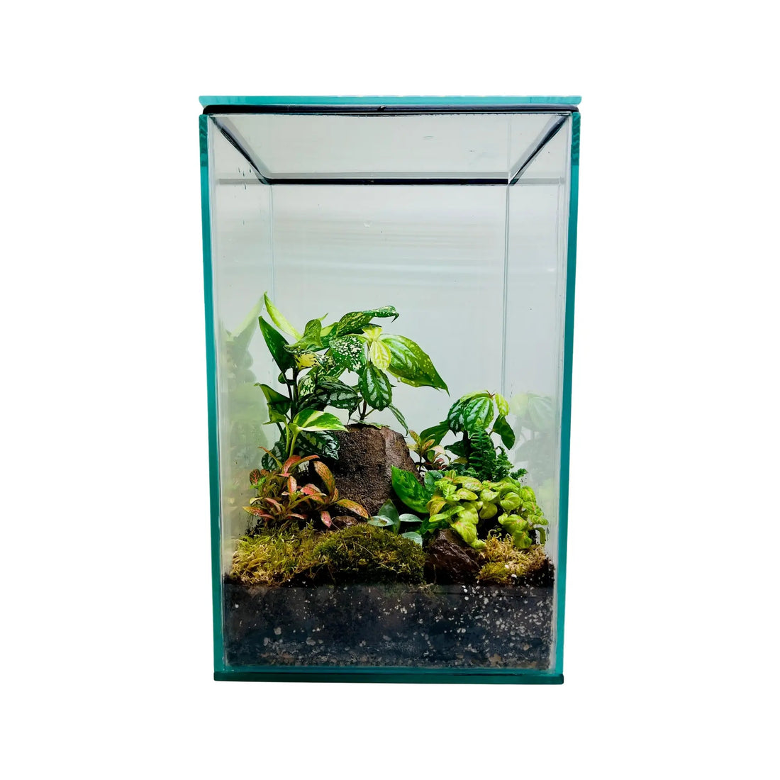 Glass terrarium with plants and moss on a white background