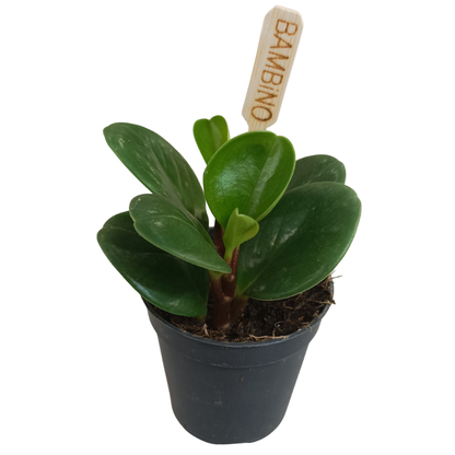 Peperomia obtusifolia &