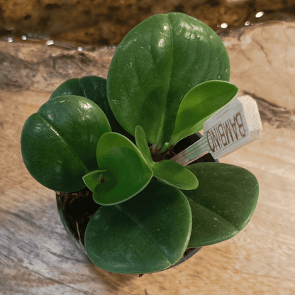 Peperomia obtusifolia &