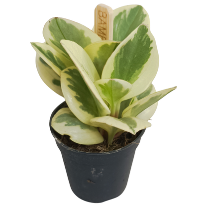 Peperomia obtusifolia &